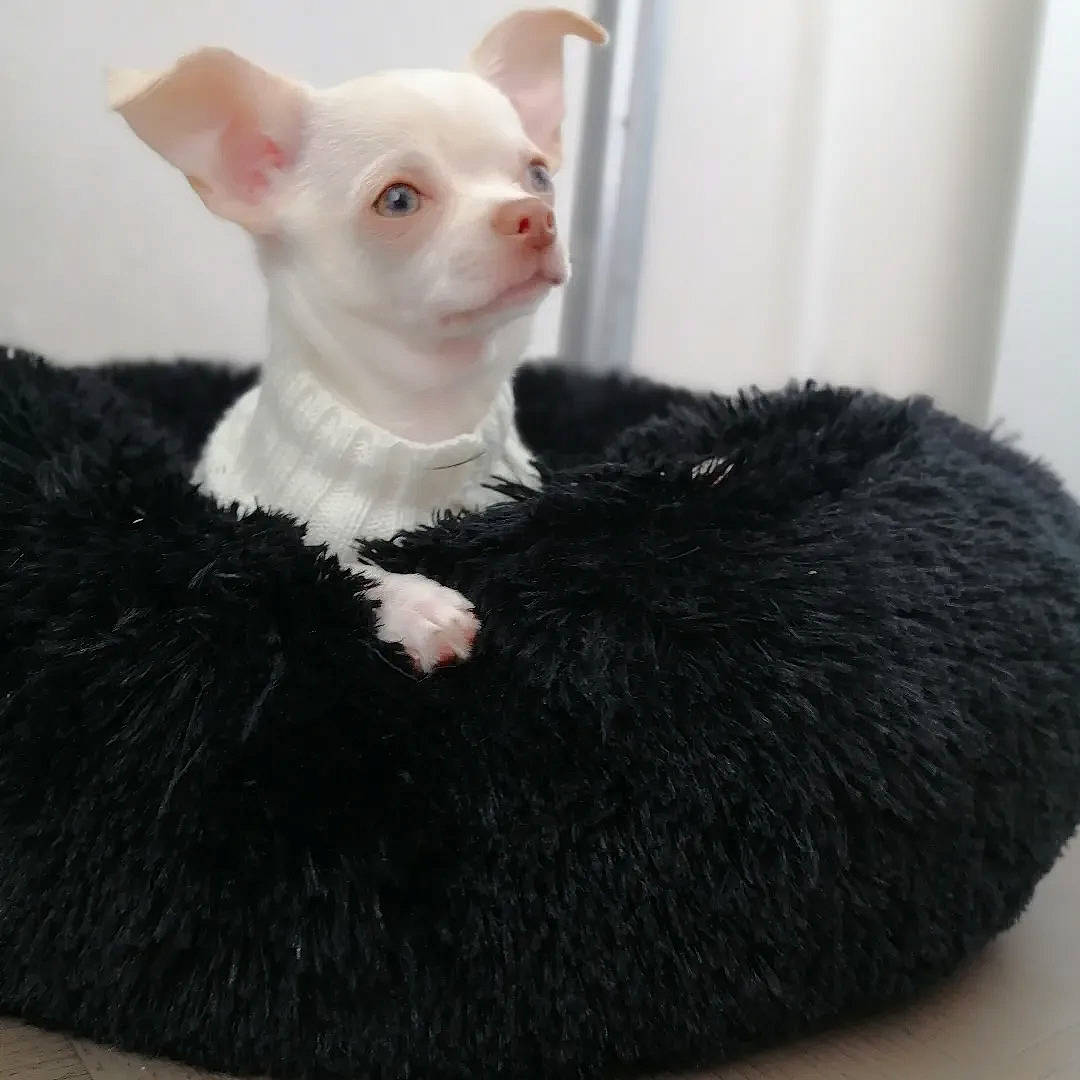 Milo participe au concours pour gagner de l'argent avec cette photo : canidae, carnivore, claw, comfort, companion_dog, dog_breed, fawn, felidae, fur, gesture, paw, rat, rodent, small_to_medium_sized_cats, snout, stuffed_toy, tail, terrestrial_animal, toy, whiskers