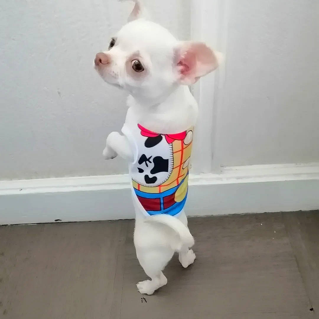 Milo a rejoint le concours — aidez-le/la à gagner de superbes lots ! baby_toddler_clothing, canidae, carnivore, companion_dog, dog, dog_breed, dog_clothes, dog_supply, eye, fawn, flooring, fur, happy, head, livestock, sleeve, snout, tail, toy, working_animal