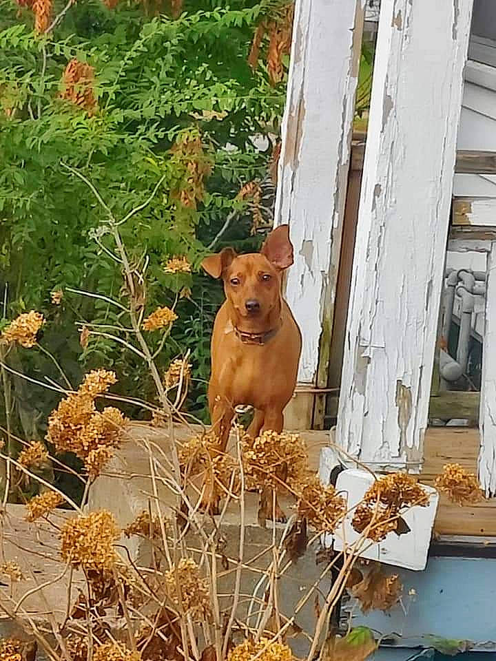 Sassy joined the competition — help win amazing prizes! canidae, carnivore, companion_dog, dog, dog_breed, door, fawn, felidae, grass, plant, snout, sporting_group, tail, terrestrial_animal, tree, trunk, twig, whiskers, window, wood