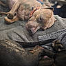 Carter is registered to the contest to win money with this photo: dog, sleeping, blanket, collar, paw, fur, indoor, resting, closeup, relaxation, pet, animal, napping, cozy, comfort, laying, brown, black, domestic, companion