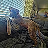 Carter joined the competition — help win amazing prizes! dog, brindle, couch, blanket, window, blinds, curtains, living_room, pet, fur, indoors, home, furniture, canine, looking_back, cozy, domestic, animal, resting_place, curious