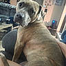dog, brindle, pet, indoor, couch, living_room, furniture, looking_back, canine, domestic_animal, household, companion, relaxed, seated, animal, mammal, ears, snout, tail, human_hand