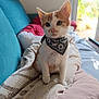 kitten, cat, bandana, orange_and_white, sitting, blanket, couch, indoor, cozy, pet, young_cat, fur, whiskers, window, natural_light, comfort, cute, domestic_cat, animal, portrait