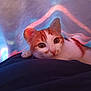 animal, blanket, cat, close_up, colorful_lights, comfort, cozy, curious, cute, domestic, feline, indoor, kitten, orange_and_white, pet, resting, small, soft, warm_lighting, young