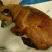Cookie is registered to the contest to win money with this photo: dog, brown_dog, sleeping, curled_up, blanket, resting, pet, fur, tail, paw, indoor, cozy, closeup, calm, animal, canine, soft_texture, quiet, relaxation, comfort