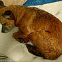 dog, brown_dog, sleeping, curled_up, blanket, resting, pet, fur, tail, paw, indoor, cozy, closeup, calm, animal, canine, soft_texture, quiet, relaxation, comfort