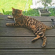 Shadow participe au concours pour gagner de l'argent avec cette photo : cat, spotted_cat, wooden_deck, outdoor, grass, plant, potted_plant, sunlight, pet, animal, feline, relaxed, laying_down, tail, ears, whiskers, nature, garden, daytime, striped