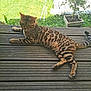 cat, spotted_cat, wooden_deck, outdoor, grass, plant, potted_plant, sunlight, pet, animal, feline, relaxed, laying_down, tail, ears, whiskers, nature, garden, daytime, striped
