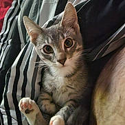 Weasel joined the competition — help win amazing prizes! animal, bed, cat, closeup, cute, ears, eyes, face, feline, fur, indoor, kitten, paw, pet, pink_paw, relaxing, soft, striped_blanket, whiskers, young_cat