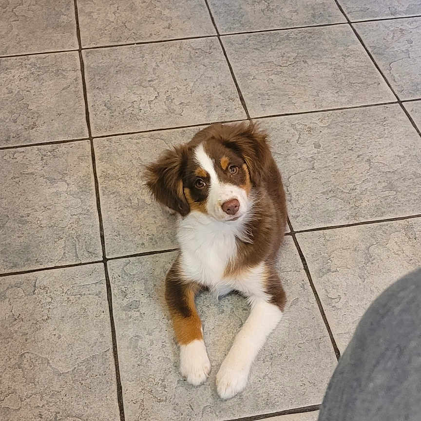 Stella joined the competition — help win amazing prizes! animal, brown, cabinet, curious, cute, dog, domestic, floor, furry, home, indoor, kitchen, laying, looking_up, pet, puppy, tile_floor, trash_bin, white, young_dog