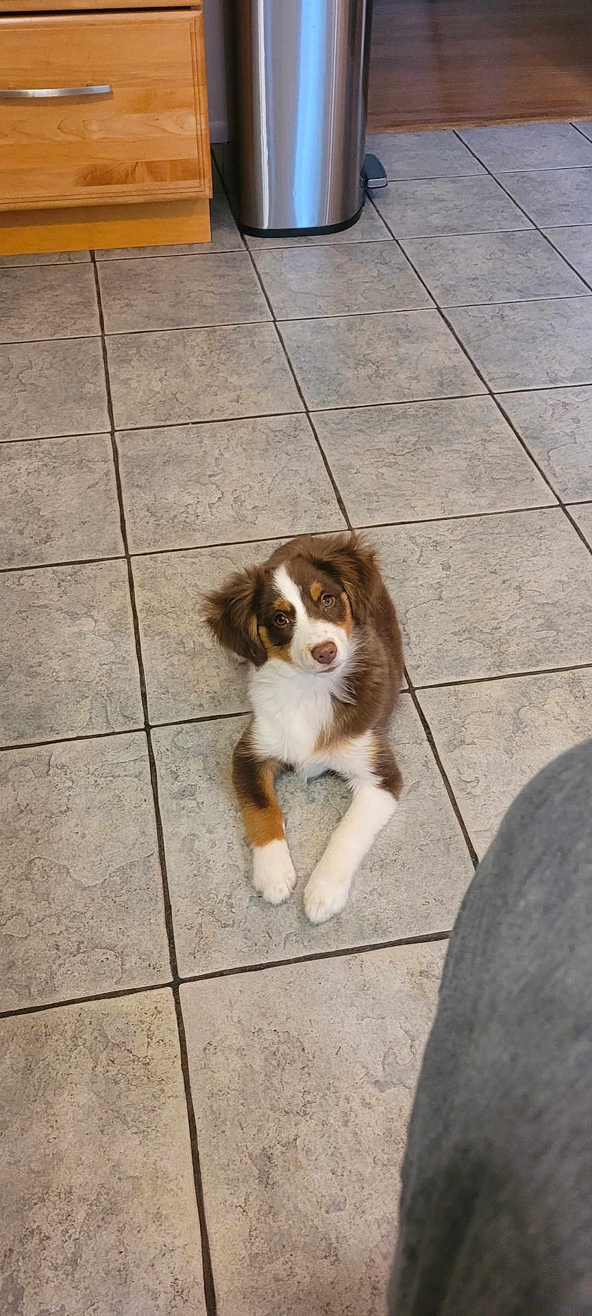 Stella joined the competition — help win amazing prizes! puppy, dog, brown, white, kitchen, tile_floor, cabinet, trash_bin, curious, pet, indoor, floor, young_dog, furry, cute, animal, domestic, laying, looking_up, home
