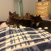 Sasha And Tony is registered to the contest to win money with this photo: animal, bed, black_and_white_cat, blanket, cat, cats, cozy, cute, domestic, dresser, furniture, grey_cat, indoor, pet, relaxed, resting, room, soft_lighting, stuffed_toy, tiger_toy