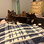 animal, bed, black_and_white_cat, blanket, cat, cats, cozy, cute, domestic, dresser, furniture, grey_cat, indoor, pet, relaxed, resting, room, soft_lighting, stuffed_toy, tiger_toy