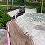 Sasha is registered to the contest to win money with this photo: cat, gray_cat, yellow_eyes, pink_harness, pink_leash, rock, outdoor, playground, trees, grass, daytime, curious, pet, animal, nature, leash, park, sitting, background, recreation