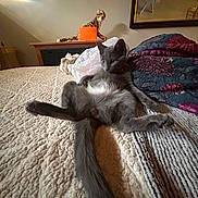 Sasha joined the competition — help win amazing prizes! cat, gray_cat, bed, blanket, stuffed_animal, leopard_toy, painting, furniture, indoor, cozy, relaxed, pet, fur, tail, whiskers, curious, texture, soft, animal, resting