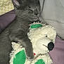 Sasha is registered to the contest to win money with this photo: kitten, gray_cat, sleeping, stuffed_animal, teddy_bear, green_paws, blanket, pillow, indoor, cozy, fur, pet, cute, resting, snuggling, soft, animal, toy, comfort, relaxation