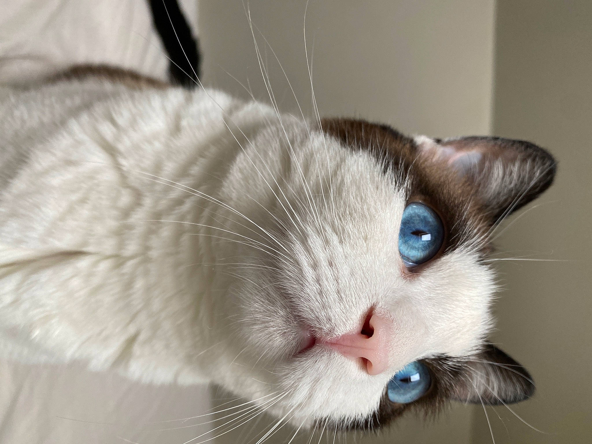 Tippy joined the competition — help win amazing prizes! carnivore, cat, close_up, collar, comfort, domestic_short_haired_cat, ear, eye, felidae, fur, iris, paw, small_to_medium_sized_cats, snout, tail, whiskers