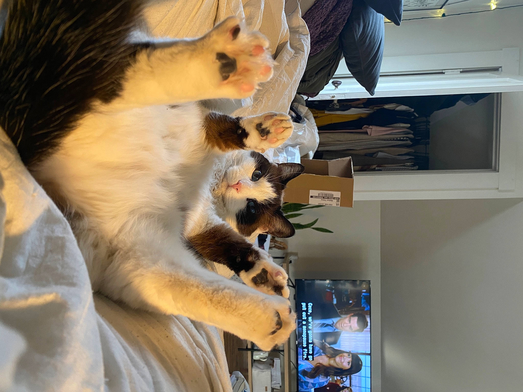 Tippy is registered to the contest to win money with this photo: box, canidae, carnivore, cat, claw, comfort, companion_dog, domestic_short_haired_cat, fawn, felidae, fur, machine, pet_supply, room, shelf, small_to_medium_sized_cats, sporting_group, tail, whiskers, wood