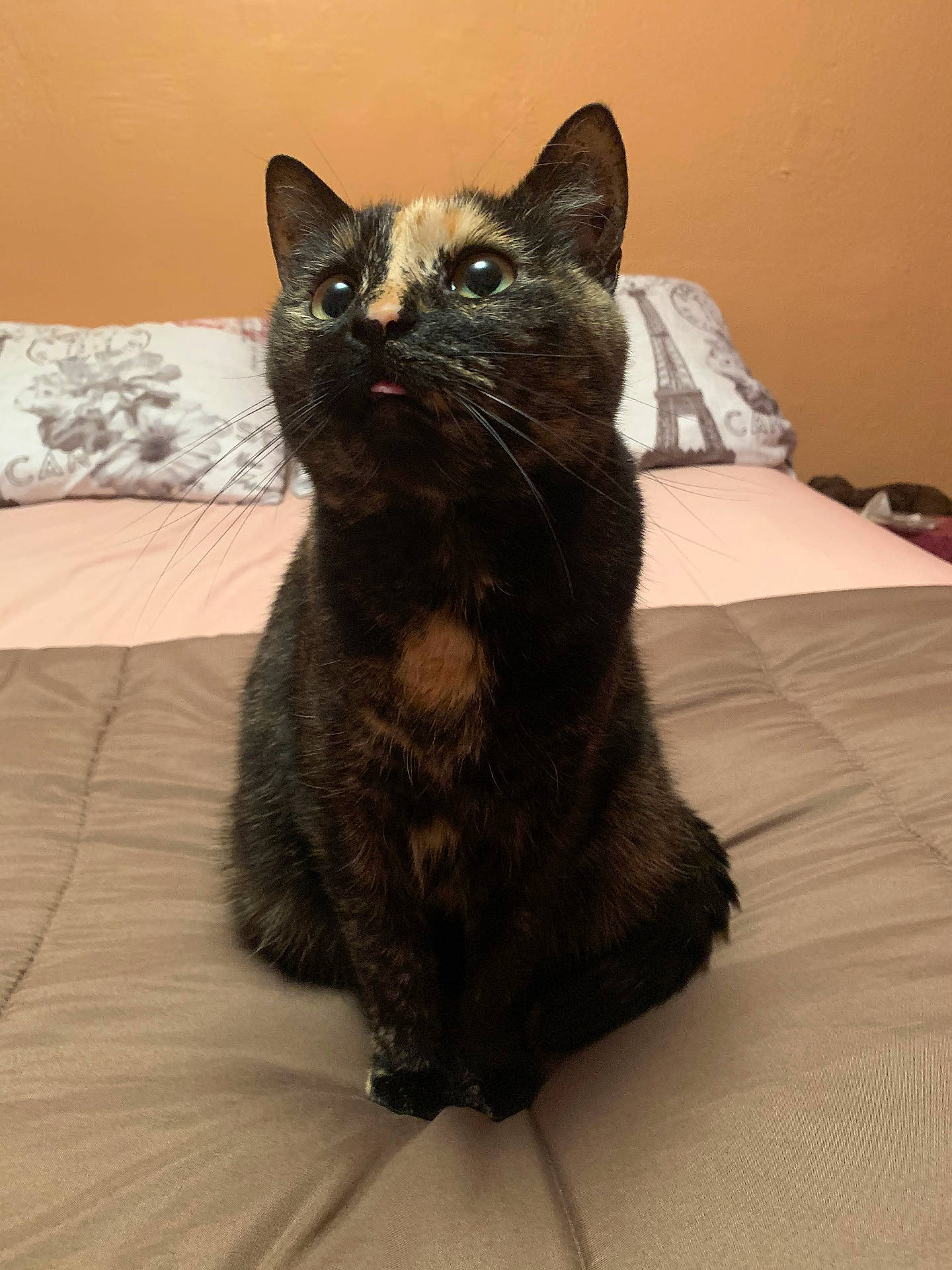 Bellini is registered to the contest to win money with this photo: animal, bed, bedroom, blackcat, blanket, brasssection, cat, couch, cushion, furniture, homedecor, horn, indoors, kitten, manx, musicalinstrument, pet, quilt, room, siamese