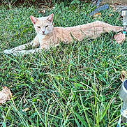 Rocky is registered to the contest to win money with this photo: cat, grass, outdoor, greenery, leaf, animal, pet, nature, relaxing, laying_down, yard, garden, feline, calm, summer, sunlight, background, plant, mammal, domestic_animal