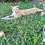 cat, grass, outdoor, greenery, leaf, animal, pet, nature, relaxing, laying_down, yard, garden, feline, calm, summer, sunlight, background, plant, mammal, domestic_animal