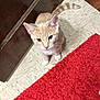 cat, kitten, orange_cat, white_paws, floor, tile_floor, red_rug, wooden_door, wood_floor, indoor, pet, animal, cute, curious, looking_up, feline, whiskers, ears, tail, young_cat