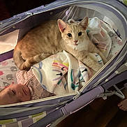 Rocky joined the competition — help win amazing prizes! animal, baby, bassinet, blanket, cat, child, colorful, comfort, cute, fabric, floor, foot, fur, home, indoor, peaceful, pet, resting, sleeping, soft