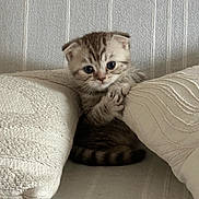 Moly a rejoint le concours — aidez-le/la à gagner de superbes lots ! cat, kitten, scottish_fold, animal, pet, cute, fluffy, striped, tabby, gray, sitting, peeking, pillow, couch, indoors, portrait, whiskers, eyes, cozy, cushion
