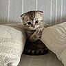 cat, kitten, scottish_fold, animal, pet, cute, fluffy, striped, tabby, gray, sitting, peeking, pillow, couch, indoors, portrait, whiskers, eyes, cozy, cushion