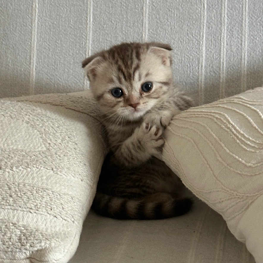 Moly a rejoint le concours — aidez-le/la à gagner de superbes lots ! cat, kitten, scottish_fold, animal, pet, cute, fluffy, striped, tabby, gray, sitting, peeking, pillow, couch, indoors, portrait, whiskers, eyes, cozy, cushion