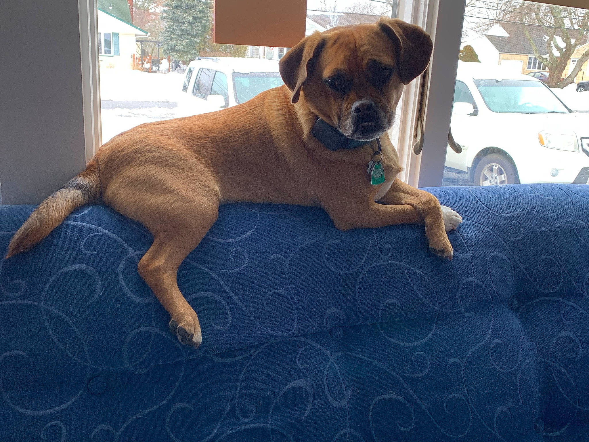 Hunter is registered to the contest to win money with this photo: car, carnivore, collar, comfort, companion_dog, dog, dog_breed, door, fawn, flooring, hardwood, hood, pet_supply, snout, tire, vehicle, wheel, window, wood, working_animal