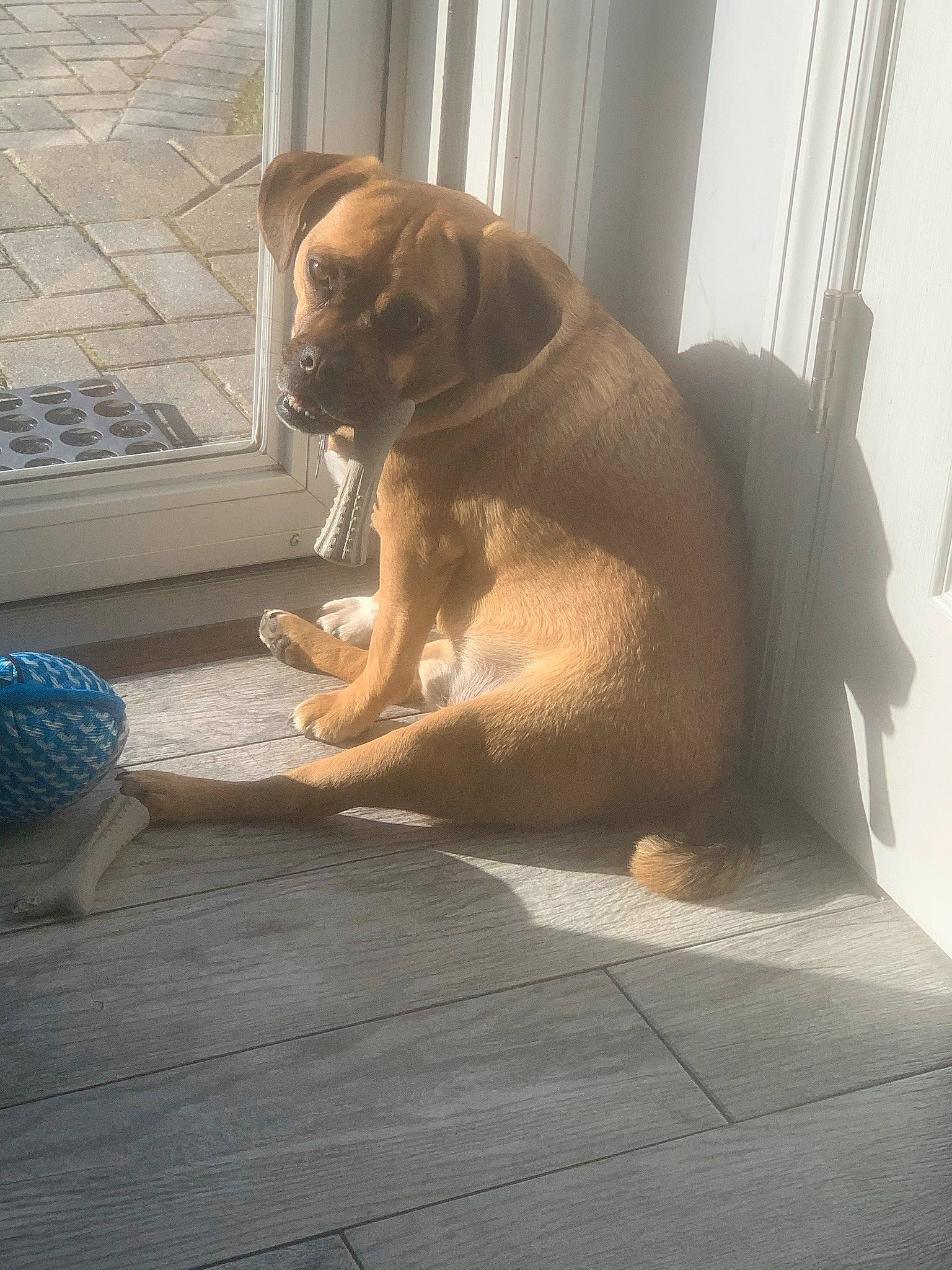 Hunter is registered to the contest to win money with this photo: brown, carnivore, comfort, companion_dog, dog, dog_breed, fawn, floor, flooring, guard_dog, hardwood, liver, puppy, snout, sporting_group, tail, terrestrial_animal, window, wood, working_animal