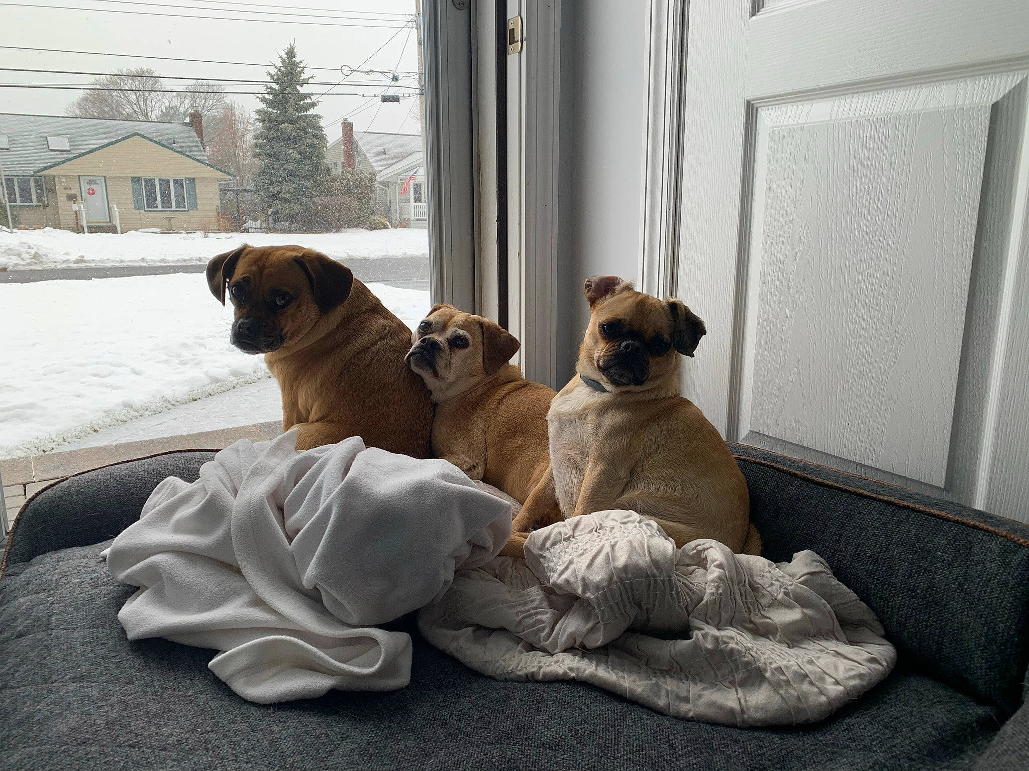 Skye joined the competition — help win amazing prizes! building, canidae, carnivore, collar, comfort, companion_dog, dog, dog_breed, door, fawn, pug, sky, snout, snow, sporting_group, tail, tree, window, working_animal, wrinkle