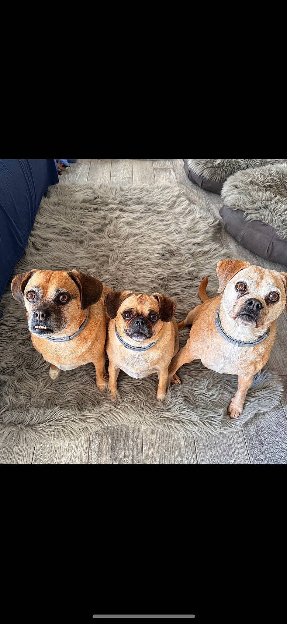 Siblings joined the competition — help win amazing prizes! canidae, carnivore, collar, comfort, companion_dog, dog, dog_breed, dog_collar, dog_supply, fawn, mammal, pet_supply, photo_caption, pug, snout, sporting_group, toy_dog, window, working_animal, wrinkle