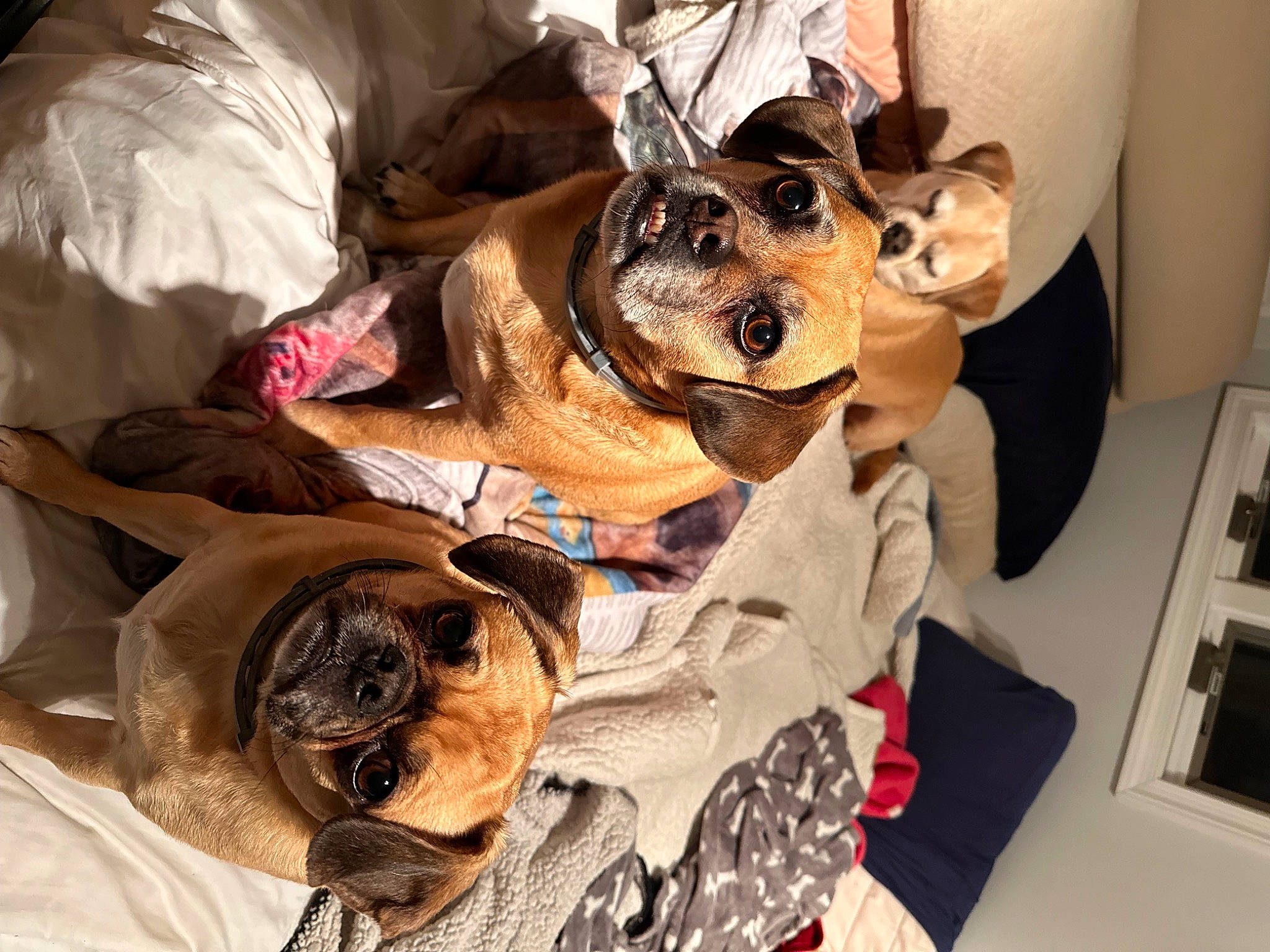 Siblings is registered to the contest to win money with this photo: canidae, carnivore, collar, comfort, companion_dog, dog, dog_breed, dog_clothes, dog_supply, ear, eyewear, fawn, fur, mammal, snout, sporting_group, toy_dog, vision_care, whiskers, working_animal