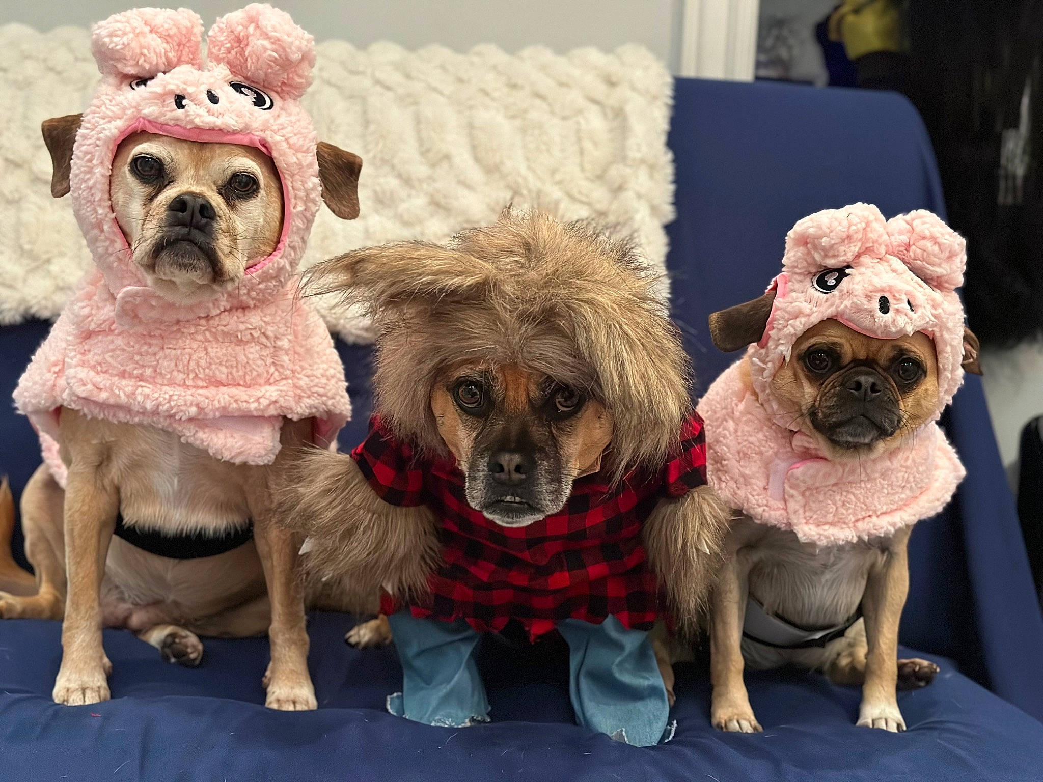 Siblings is registered to the contest to win money with this photo: art, canidae, carnivore, companion_dog, couch, dog, dog_breed, dog_clothes, dog_supply, fashion_accessory, fawn, fur, paw, pet_supply, pink, snout, sporting_group, toy, toy_dog, working_animal
