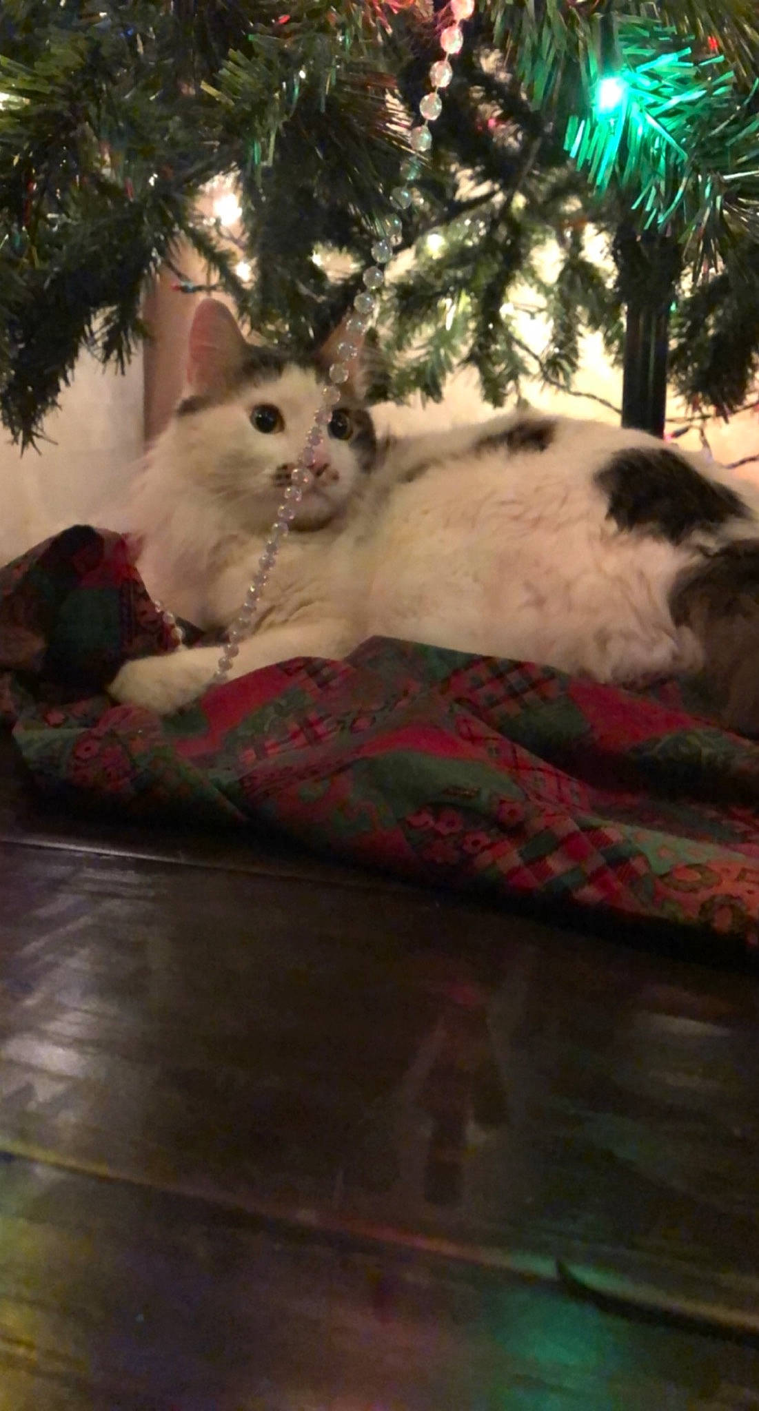 Boogie is registered to the contest to win money with this photo: carnivore, cat, comfort, domestic_short_haired_cat, event, fawn, felidae, fur, grass, mammal, paw, plant, sitting, small_to_medium_sized_cats, snout, tail, tree, vertebrate, whiskers, wood