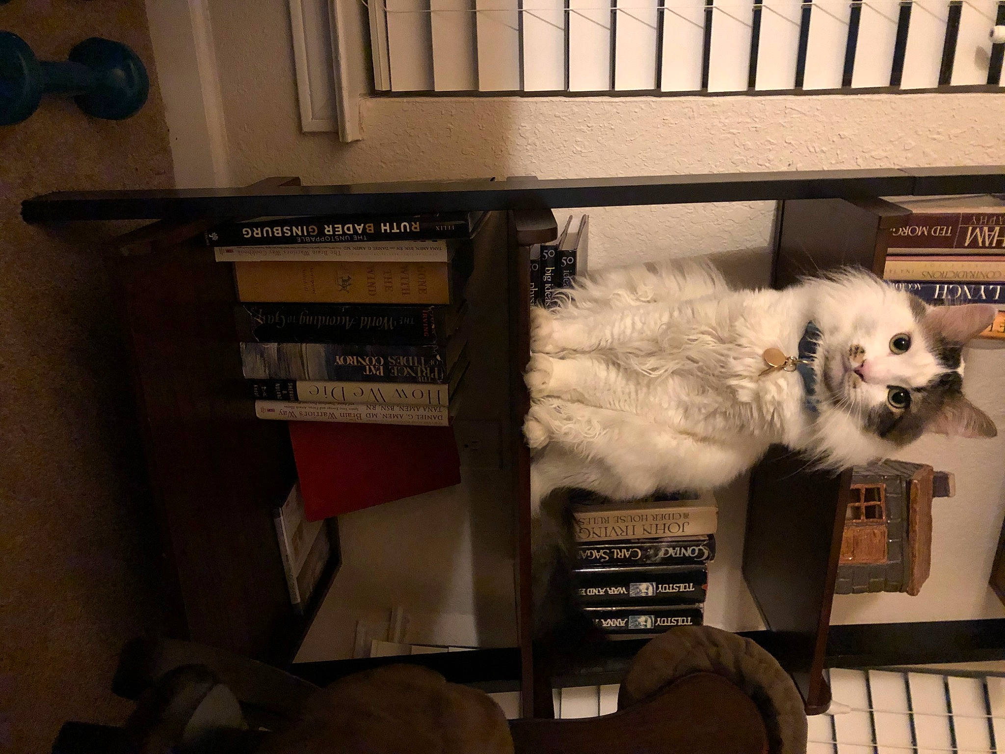 Boogie is registered to the contest to win money with this photo: audio_equipment, bookcase, cabinetry, canidae, carnivore, companion_dog, dog, dog_breed, drawer, fur, hardwood, kuvasz, machine, office_equipment, room, shelf, shelving, sporting_group, toy_dog, window_blind