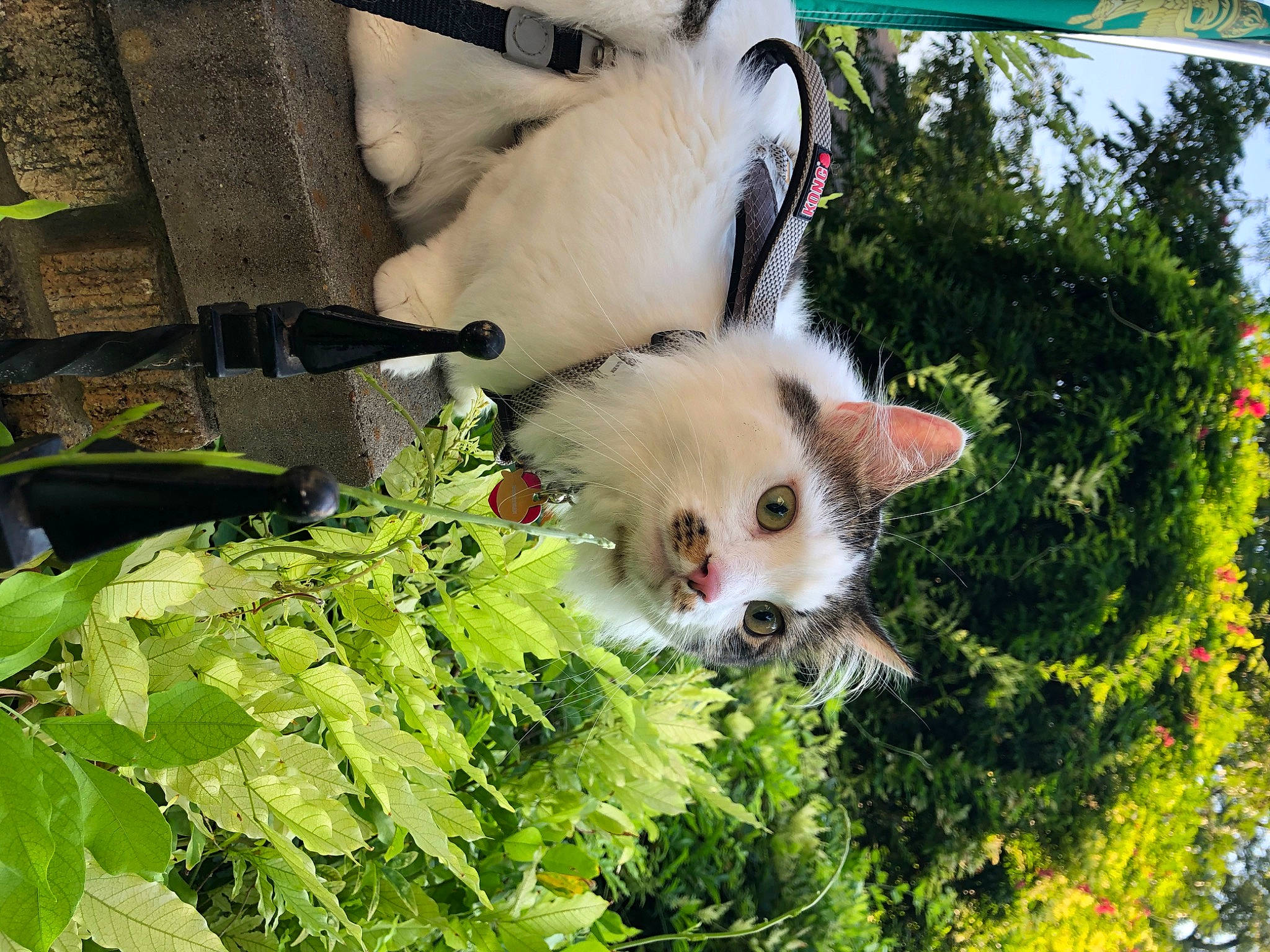 Boogie is registered to the contest to win money with this photo: carnivore, cat, domestic_short_haired_cat, fawn, felidae, fur, grass, mammal, plant, plant_stem, small_to_medium_sized_cats, snout, tail, terrestrial_animal, tree, twig, whiskers, wildlife