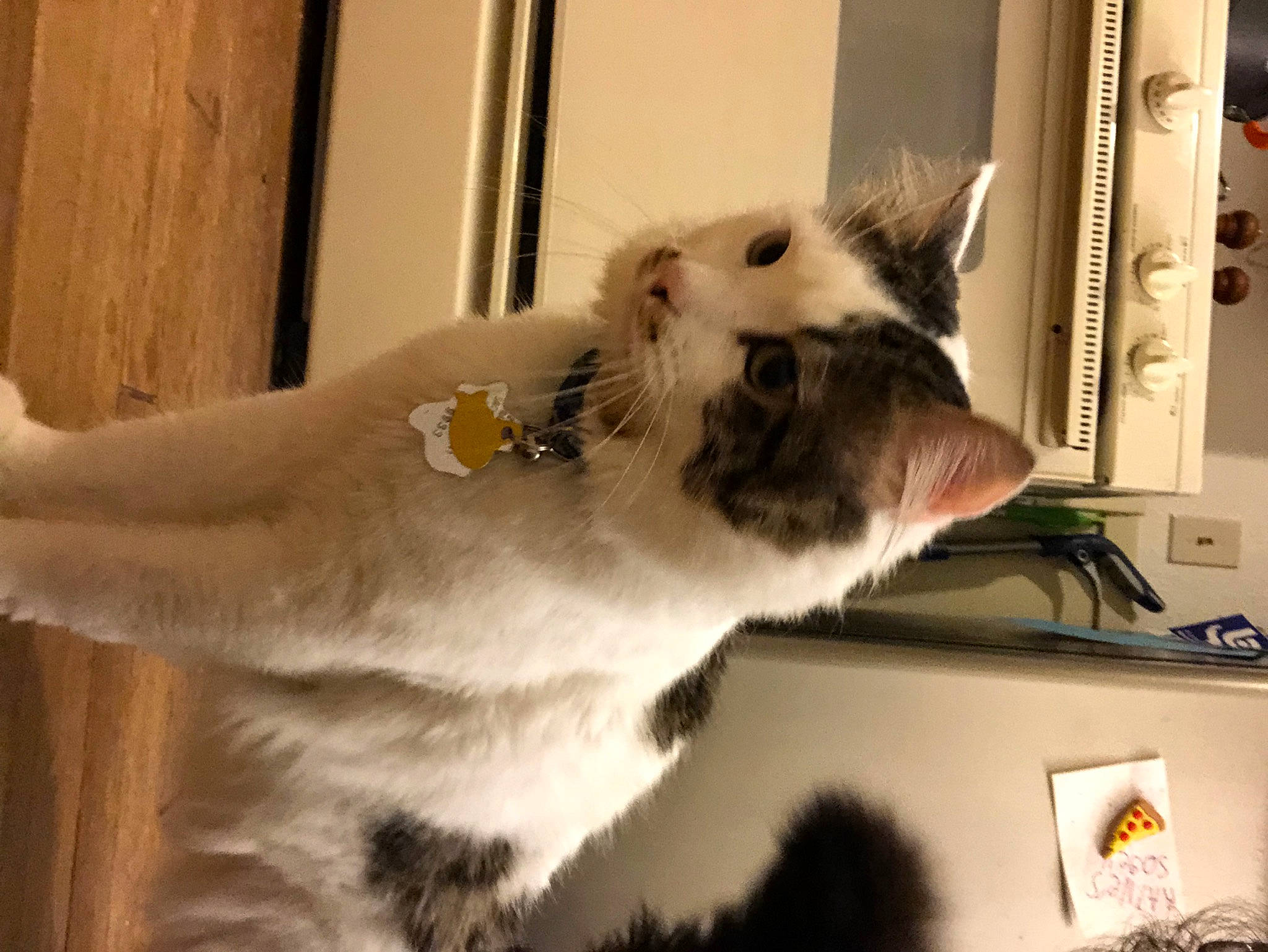 Boogie is registered to the contest to win money with this photo: box, carnivore, cat, claw, domestic_short_haired_cat, fang, fawn, felidae, fur, paw, picture_frame, small_to_medium_sized_cats, snout, tail, whiskers, wood