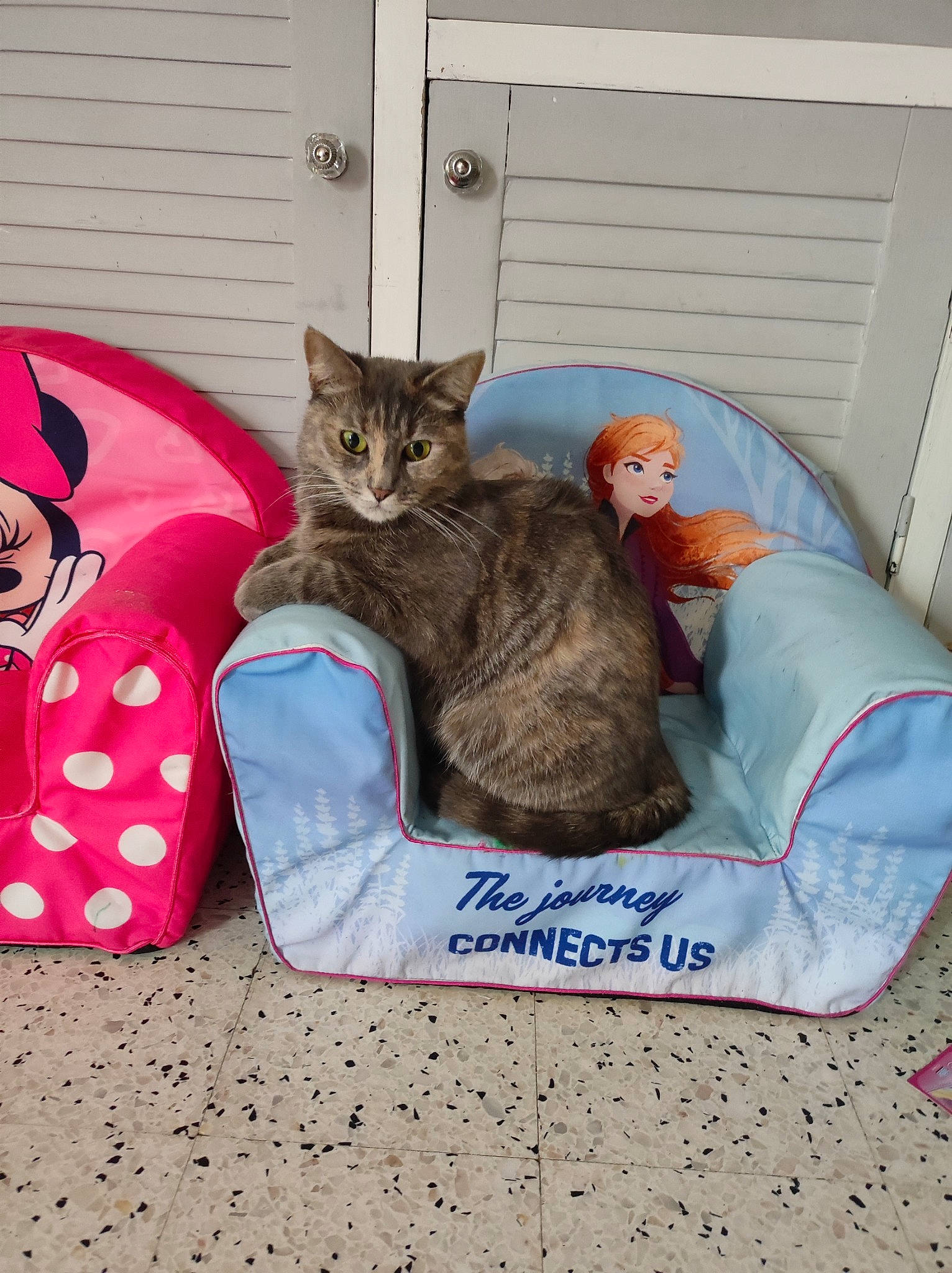 Chanelle a rejoint le concours — aidez-le/la à gagner de superbes lots ! bed, carnivore, cat, cat_bed, cat_supply, comfort, domestic_short_haired_cat, fawn, felidae, fur, grey, linens, luggage_and_bags, mammal, room, sitting, small_to_medium_sized_cats, tail, vertebrate, whiskers