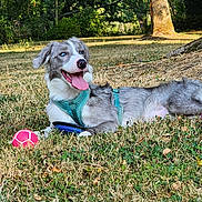 Boston participe au concours pour gagner de l'argent avec cette photo : animal, ball, blue_harness, canine, daytime, dog, grass, greenery, happy, nature, outdoor, park, pet, playful, relaxed, summer, sunlight, tongue_out, tree, water_bottle