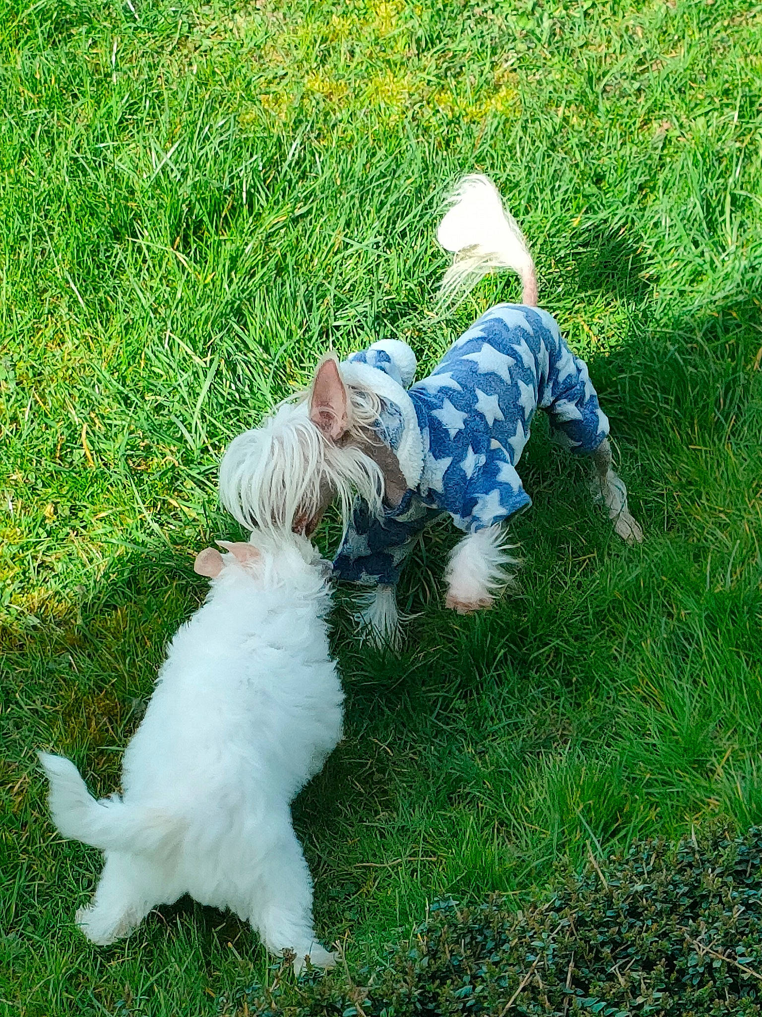 Teaser a rejoint le concours — aidez-le/la à gagner de superbes lots ! canidae, carnivore, child, companion_dog, dog, dog_breed, grass, grassland, groundcover, happy, lawn, people_in_nature, plant, sitting, sporting_group, tail, terrier, toddler, toy_dog, walking