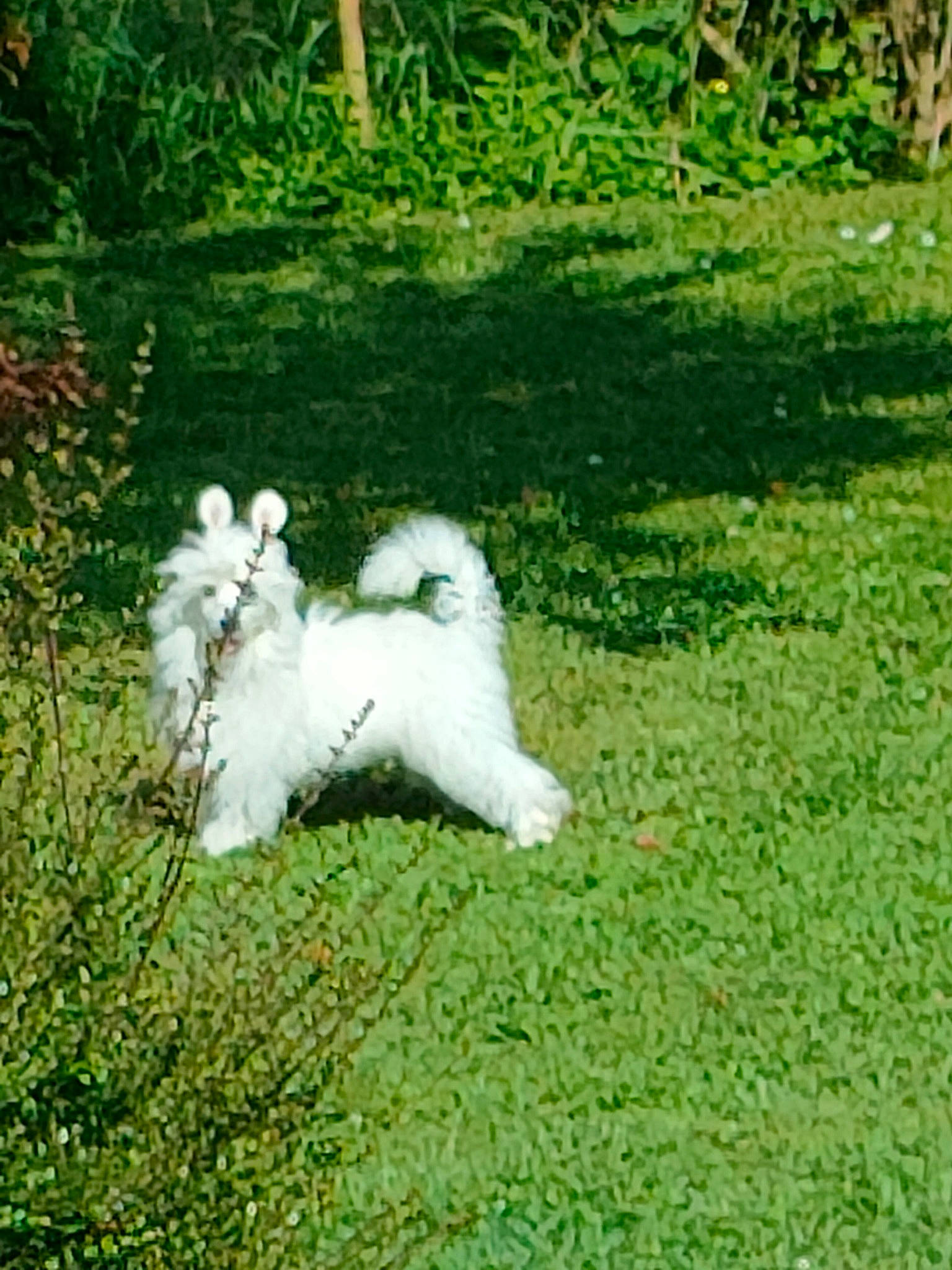 Teaser a rejoint le concours — aidez-le/la à gagner de superbes lots ! beak, canidae, carnivore, chicken, companion_dog, dog, dog_breed, galliformes, garden, grass, grass_family, grassland, groundcover, lawn, pasture, plant, shrub, sporting_group, tail, toy_dog