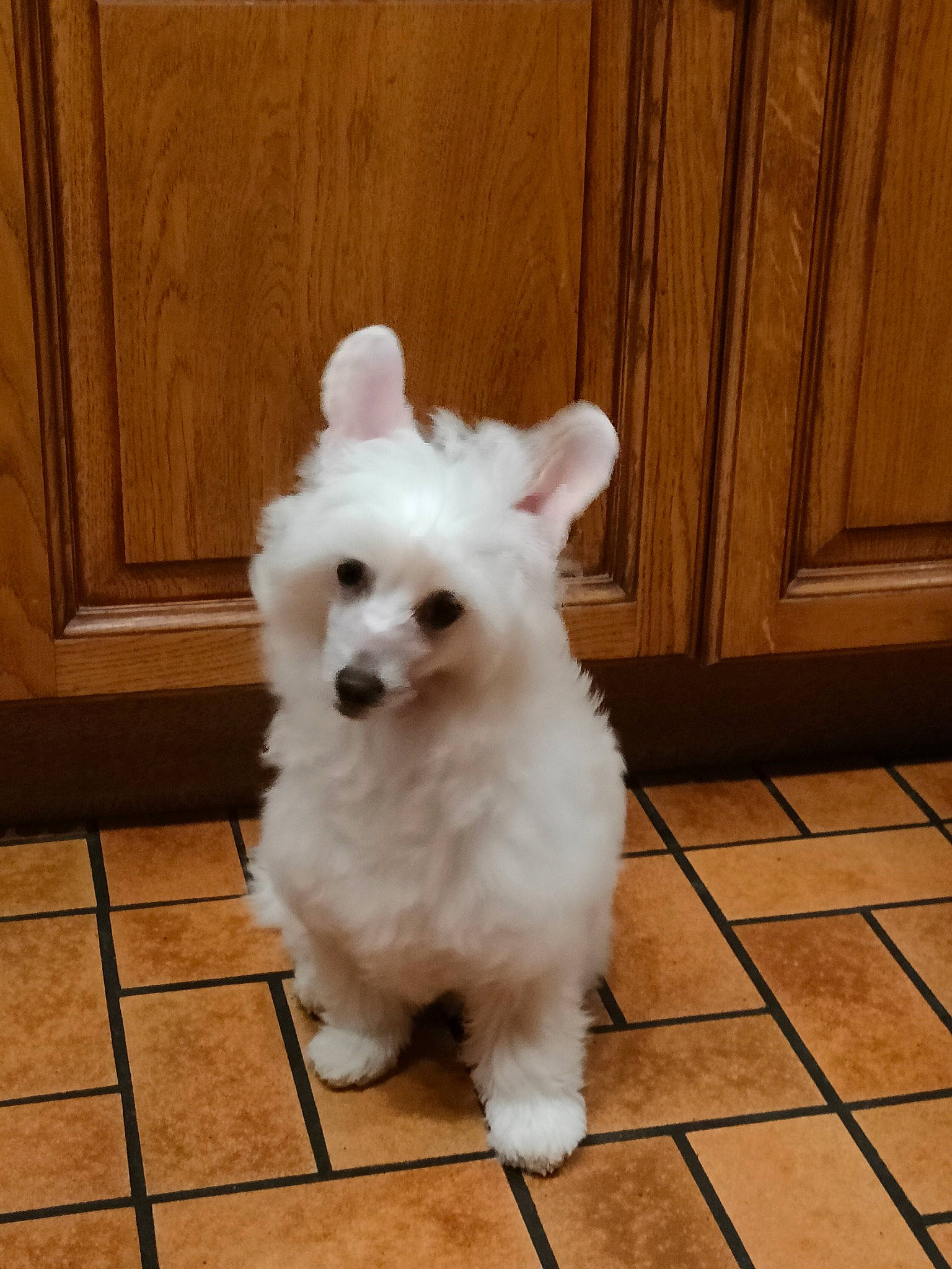 Teaser participe au concours pour gagner de l'argent avec cette photo : canidae, carnivore, companion_dog, dog, dog_breed, fawn, flooring, fur, hardwood, head, maltepoo, non_sporting_group, snout, sporting_group, tail, tile_flooring, toy_dog, whiskers, wood, working_animal