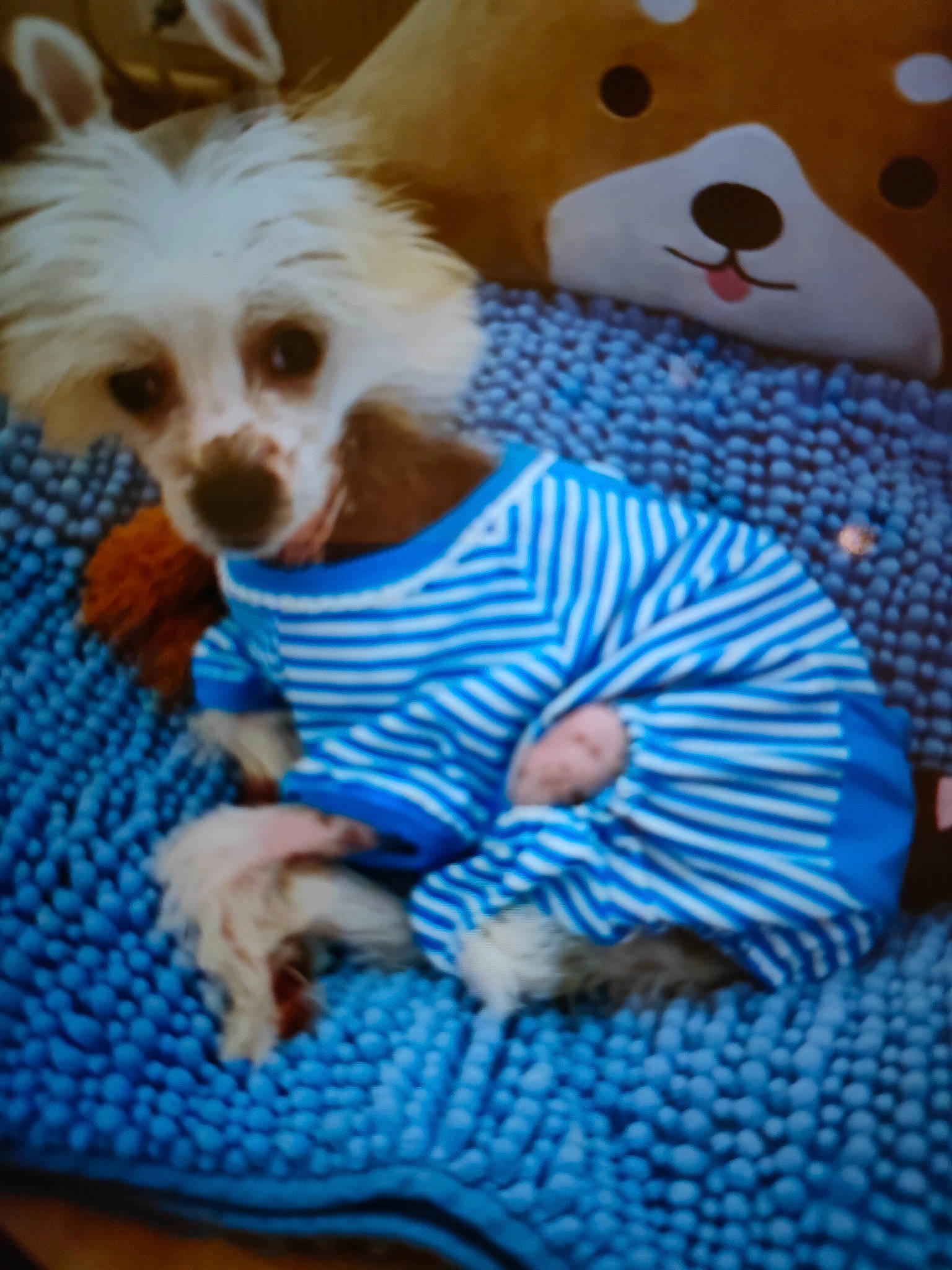 Caramel a rejoint le concours — aidez-le/la à gagner de superbes lots ! baby_toddler_clothing, blue, carnivore, companion_dog, dog, dog_breed, dog_clothes, dog_supply, electric_blue, fawn, fur, pattern, puppy_love, stuffed_toy, sunglasses, textile, toy, toy_dog, working_animal, woven_fabric