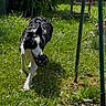 Attila a rejoint le concours — aidez-le/la à gagner de superbes lots ! dog, black_and_white, toy, ball, grass, garden, outdoor, sunlight, chair, plant, pet, play, happy, animal, nature, yard, summer, daytime, greenery, canine