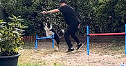 Attila participe au concours pour gagner de l'argent avec cette photo : dog, border_collie, person, jumping, agility_hurdle, backyard, training, outdoor, greenery, plant_pot, grass, wooden_deck, active, pet, exercise, black_clothing, casual, sunlight, motion, fun