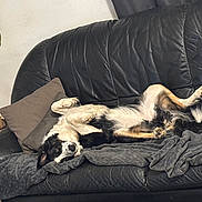 Attila participe au concours pour gagner de l'argent avec cette photo : dog, couch, blanket, pillow, indoor, relaxed, black_leather, pet, fur, home, plant, cozy, sprawled, resting, canine, living_room, comfortable, animal, laying_down, domestic