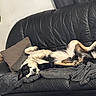 dog, couch, blanket, pillow, indoor, relaxed, black_leather, pet, fur, home, plant, cozy, sprawled, resting, canine, living_room, comfortable, animal, laying_down, domestic